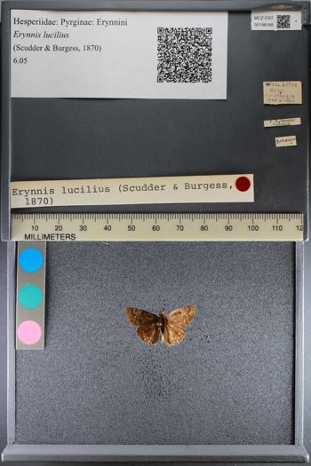 Media type: image;   Entomology 198168